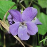 Viola collina