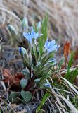 Gentiana zollingeri. Цветущее растение. Южное Приморье, Борисовское плато, р. Кроуновка, горный склон. 09.05.2013.