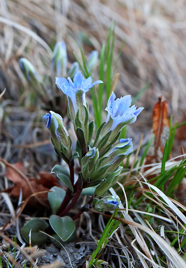 Image of Gentiana zollingeri specimen.