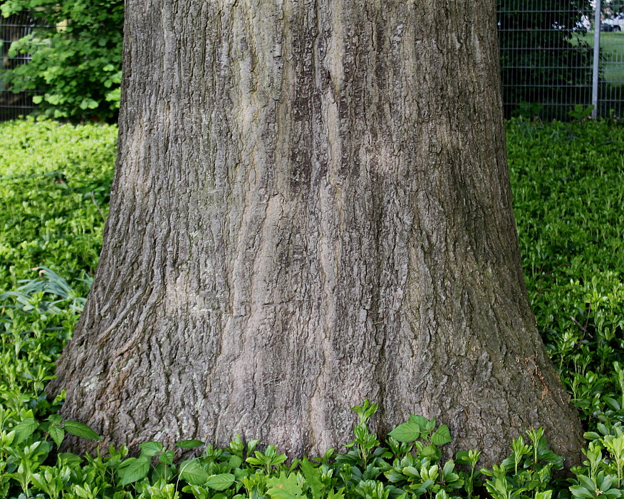 Изображение особи Quercus rubra.