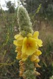 Verbascum ovalifolium. Верхушка соцветия. Крым, пересыпь оз. Донузлав. 8 июня 2013 г.