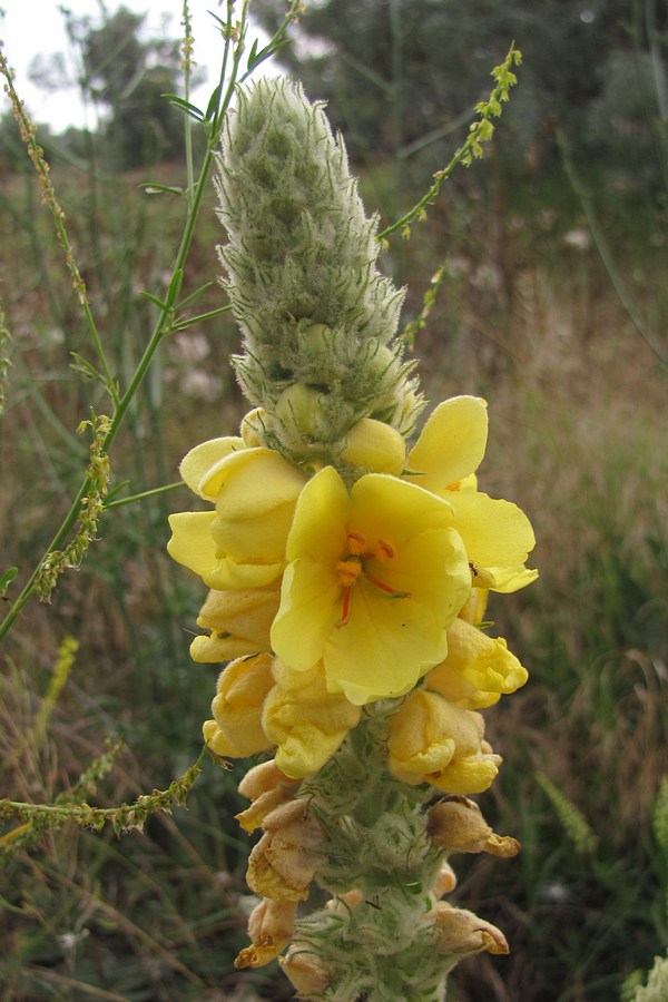 Изображение особи Verbascum ovalifolium.