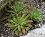 Saxifraga cotyledon