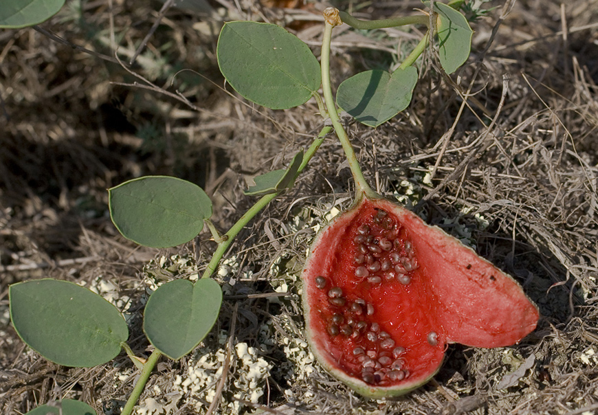 Image of Capparis herbacea specimen.