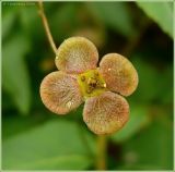 Euonymus verrucosus. Цветок. Чувашия, окрестности г. Шумерля, высоковольтная линия за объездной трассой. 7 июня 2009 г.