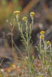 Helichrysum arenarium