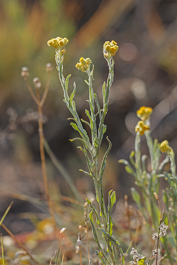 Изображение особи Helichrysum arenarium.