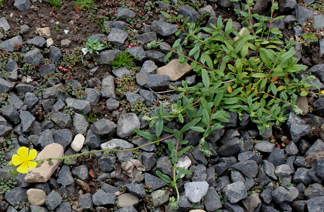 Image of Helianthemum grandiflorum specimen.