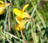 Lotus balticus