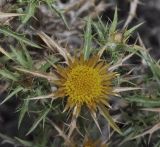 Carlina graeca