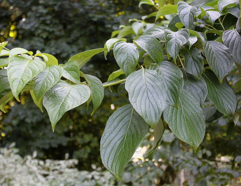 Изображение особи Swida alternifolia.