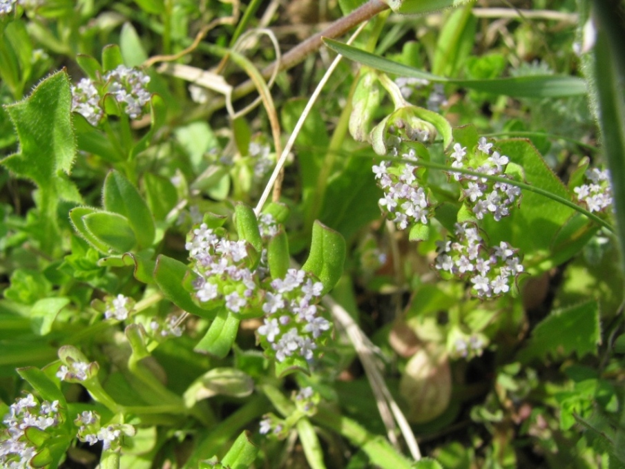 Изображение особи Valerianella locusta.