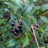 Ligustrum vulgare