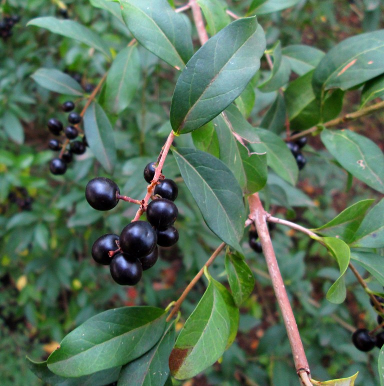 Изображение особи Ligustrum vulgare.