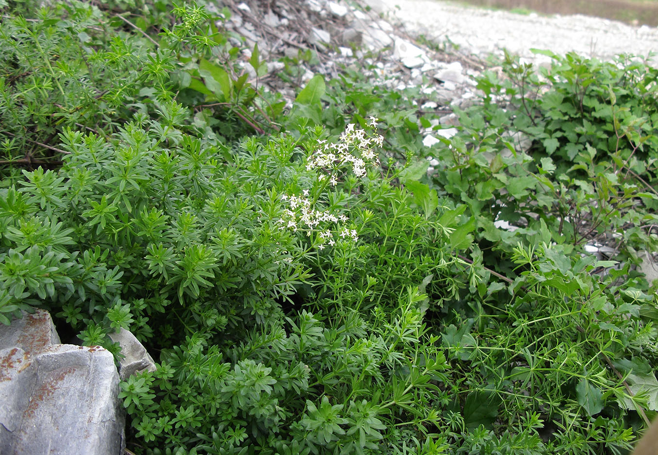 Изображение особи Galium calcareum.