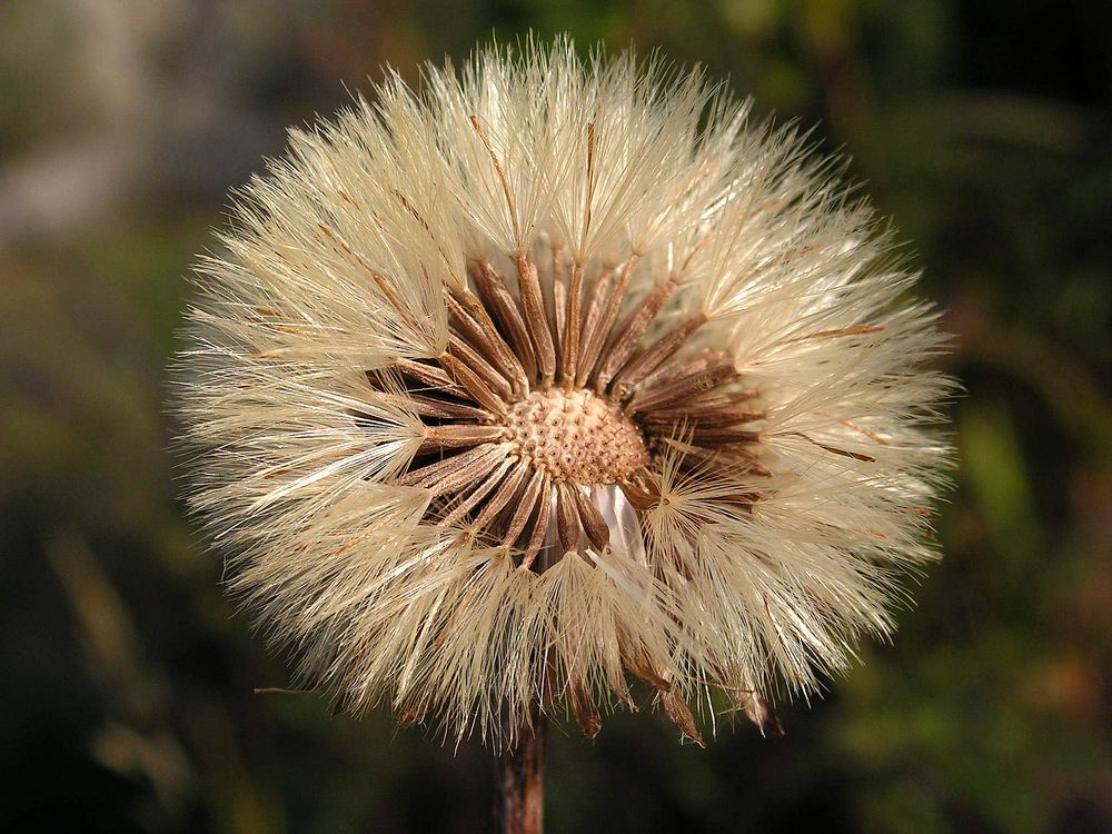 Image of Leibnitzia anandria specimen.
