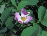 Rosa tomentosa. Цветок и листья. Ростовская область, Тарасовский район. 17.05.2013.