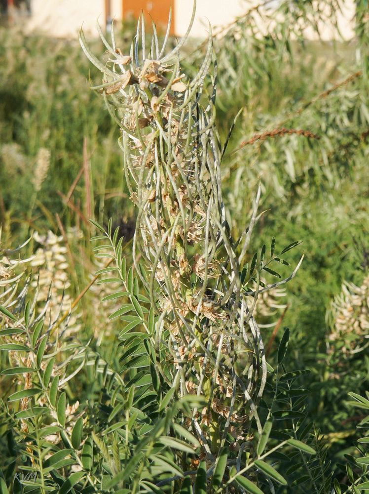 Image of Pseudosophora alopecuroides specimen.