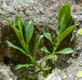 Salix kazbekensis