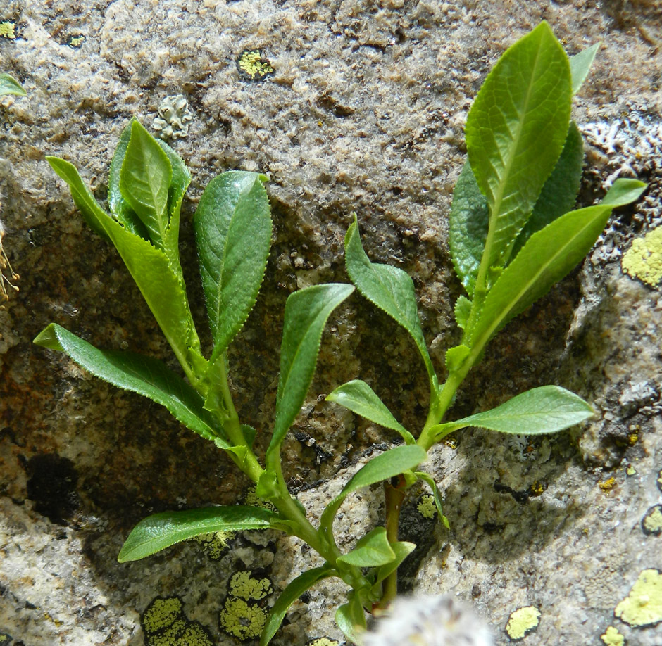 Image of Salix kazbekensis specimen.
