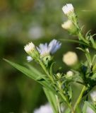 род Symphyotrichum. Побеги с нераскрывшимися соцветиями. Германия, г. Duisburg, Ботанический сад. 20.09.2013.