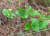 Arisarum vulgare. Цветущие растения. Израиль, Шфела, лес Бен Шемен. 13.01.2014.