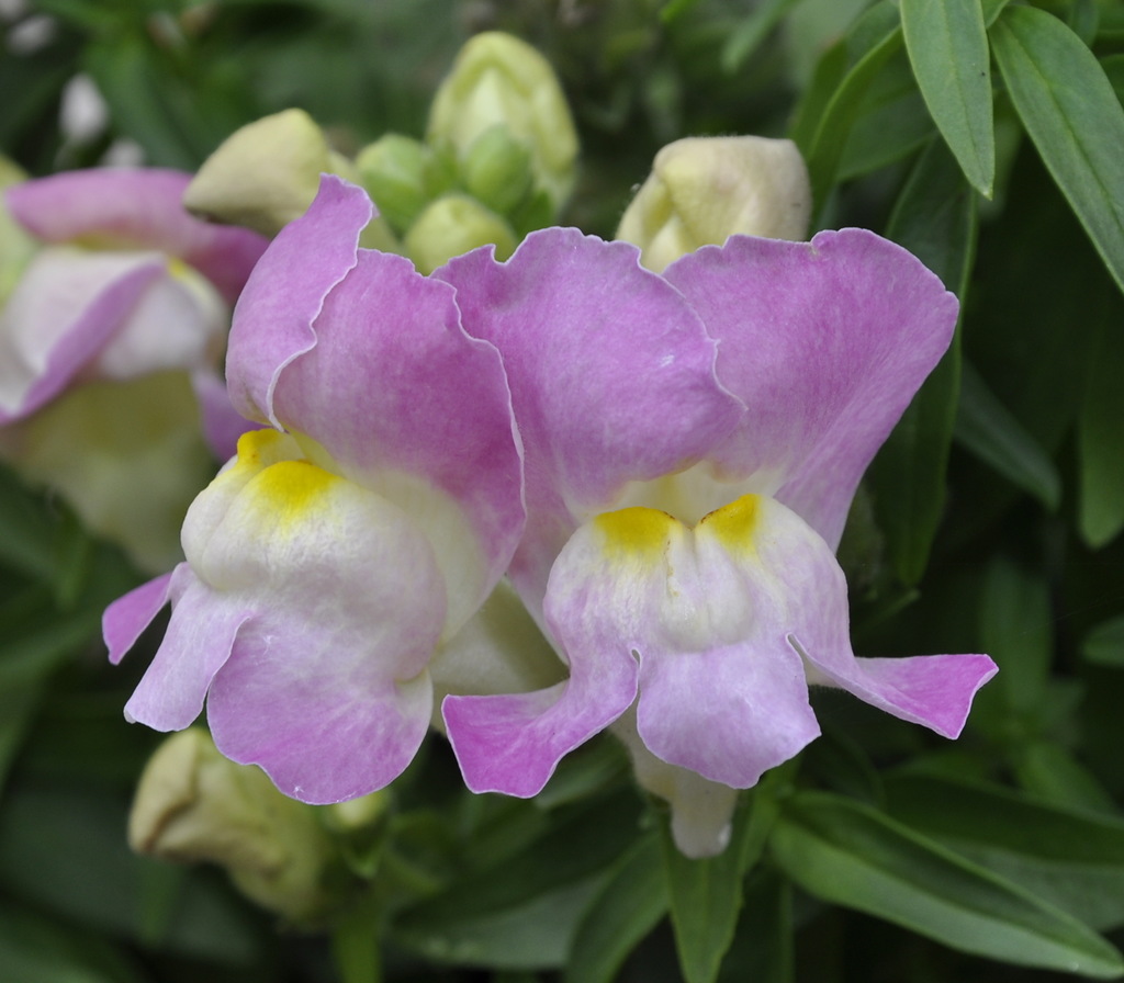 Изображение особи Antirrhinum siculum.