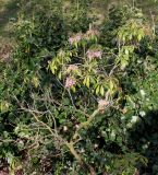 Pieris formosa. Цветущее и плодоносящее растение. Германия, г. Дюссельдорф, Ботанический сад университета. 02.03.2014.
