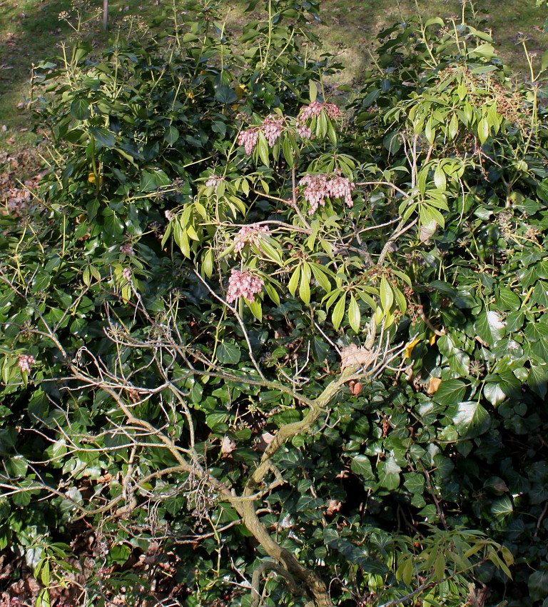 Image of Pieris formosa specimen.