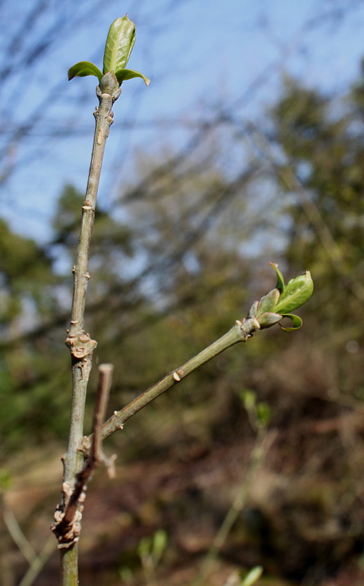 Изображение особи Euonymus atropurpureus.