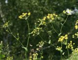 Bupleurum подвид aureum