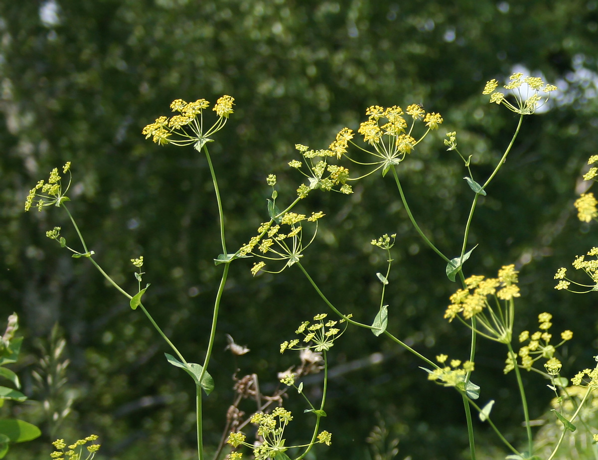 Изображение особи Bupleurum longifolium ssp. aureum.