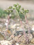 Alyssum alyssoides