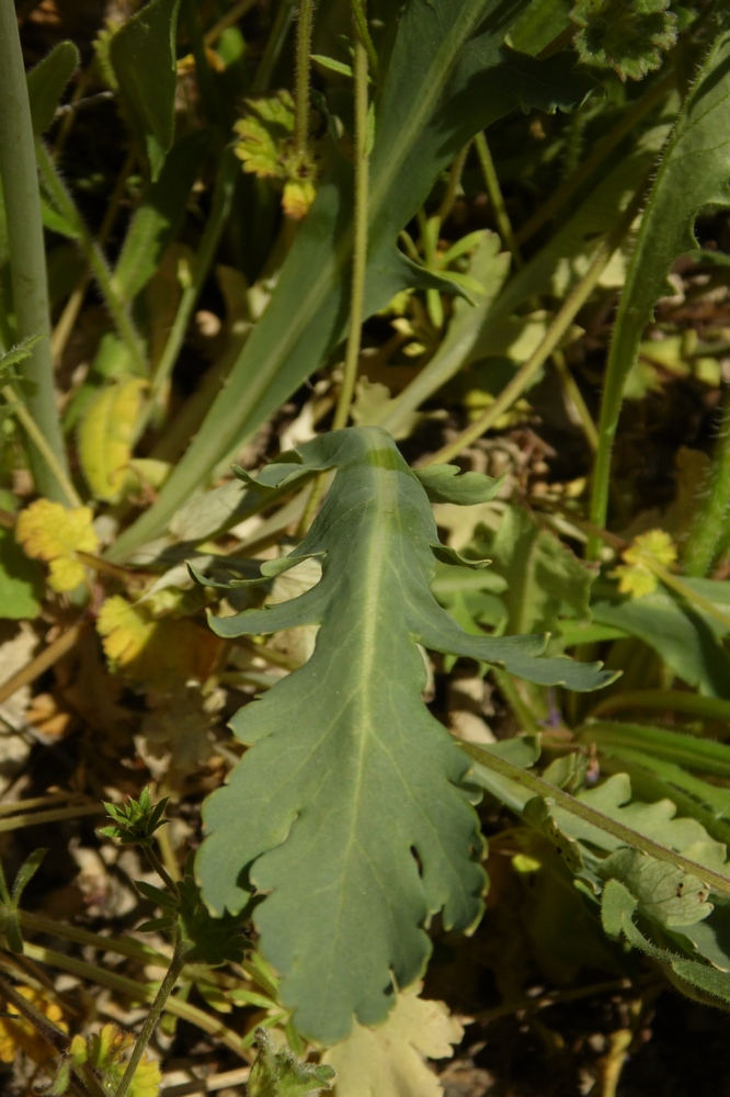 Изображение особи Papaver laevigatum.