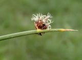 Schoenoplectus tabernaemontani. Соцветие. Украина, г. Запорожье, пос. Солнечный, балка, влажная низина. 14.05.2014.