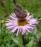 Image of taxon representative. Author is Александр Иванов