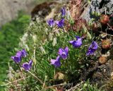 genus Campanula. Цветущее растение. Краснодарский край, Туапсинский район, отрог ГКХ, скала Зуб, скальные обнажения. 17.05.2014.