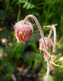 Geum rivale