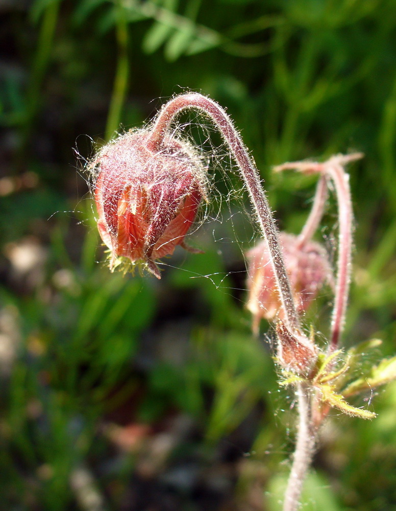 Image of Geum rivale specimen.