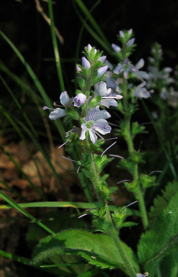 Изображение особи Veronica officinalis.