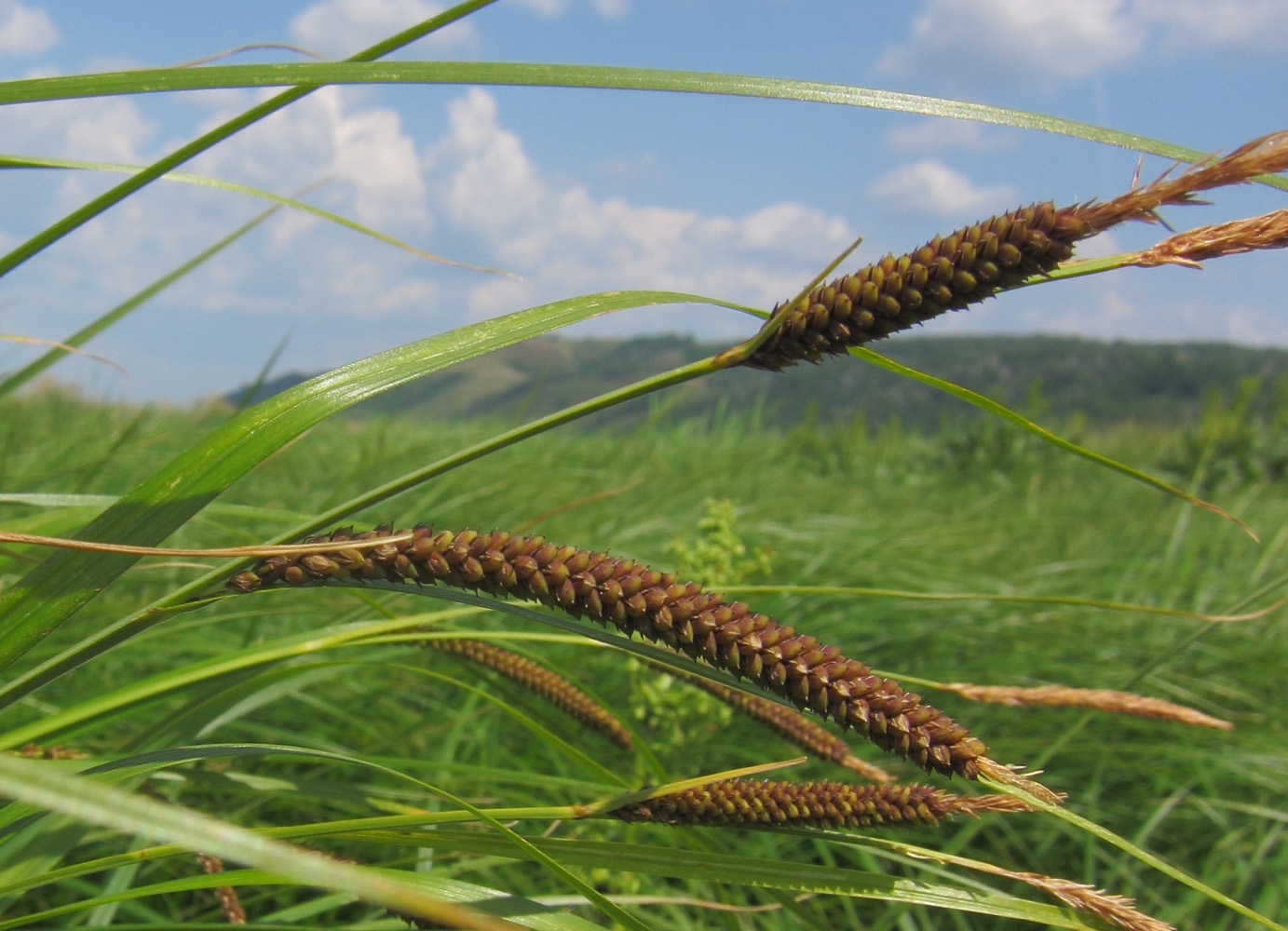 Изображение особи Carex acuta.