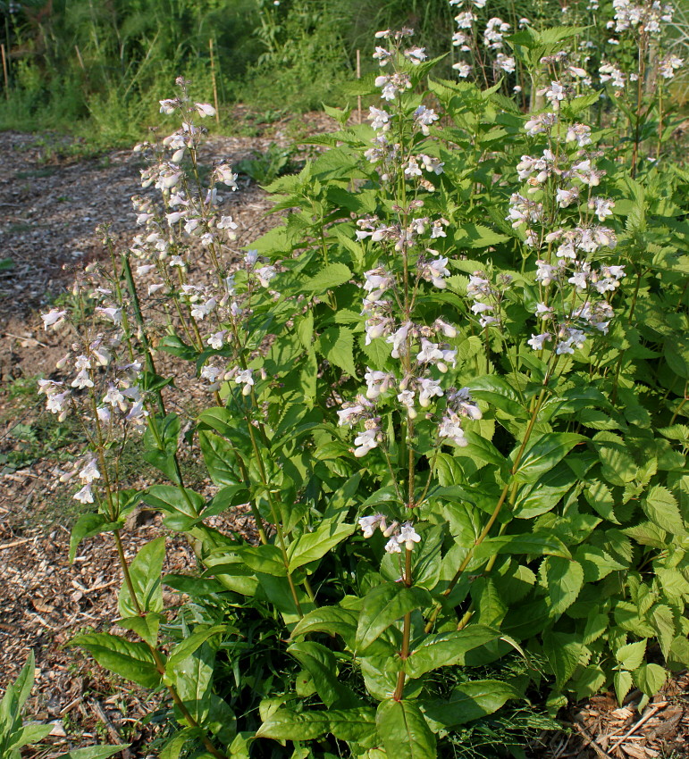 Изображение особи Penstemon digitalis.