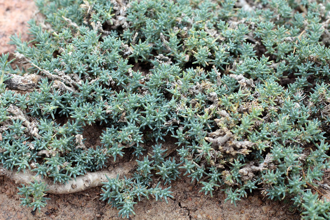 Image of Nanophyton botschantzevii specimen.