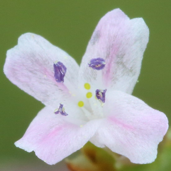 Изображение особи Goniolimon tataricum.