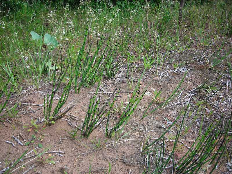 Image of Equisetum hyemale specimen.