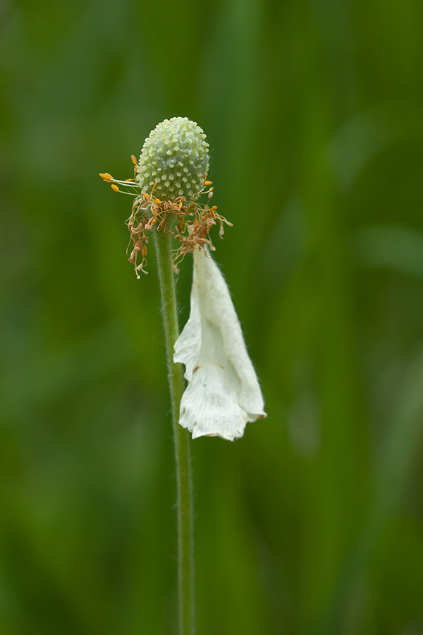 Image of Anemone sylvestris specimen.