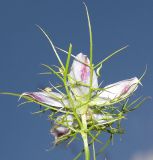 Nigella elata