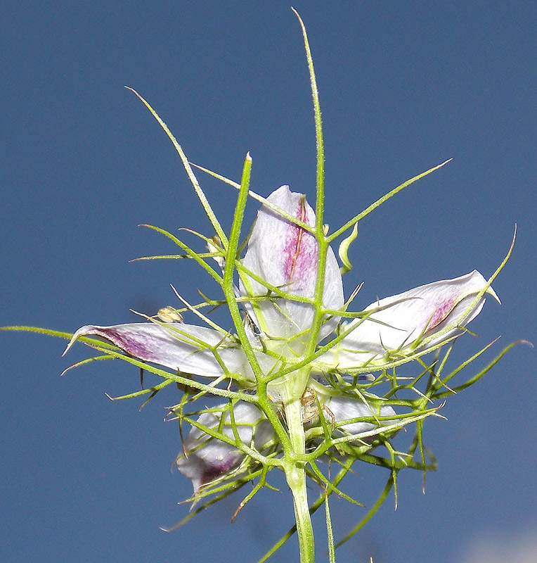 Изображение особи Nigella elata.