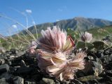 Hedysarum iliense. Соцветие; редкая желтоцветковая морфа. Казахстан, сев. макросклон Джунгарского Алатау, обращенный к Алакольской котловине, верх перевала по дороге на с. Глиновка, щебнистая верхушка сопки, ~900 м н.у.м. 17 мая 2013 г.