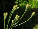 Scorzoneroides autumnalis